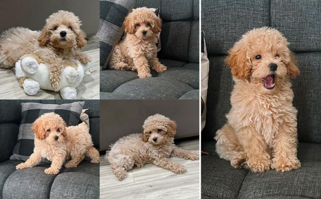 Jual Poodle Betina Super Gemes Good Quality