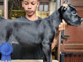 Cane Corso Show Prospect