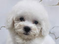 Jual 3 Ekor Bichon Frise Betina