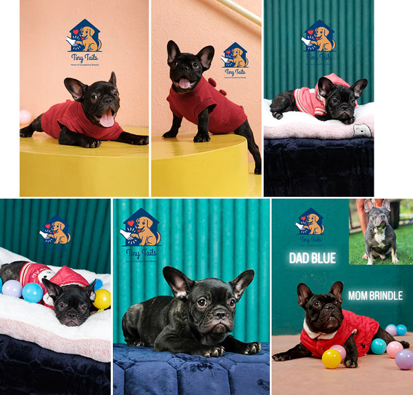 Jual Anakan Frechie Exotic Kualitas Impor