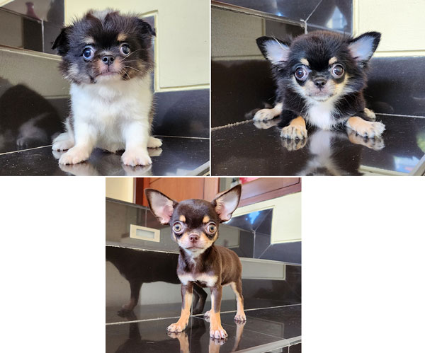 Dijual Anakan Chihuahua Jantan Betina