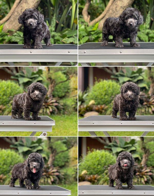 Puppy Tiny Male Female Light Silver Toy Poodle