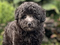 Puppy Tiny Male Female Light Silver Toy Poodle