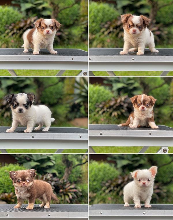 For Sale Puppy Mini Male Female Chihuahua