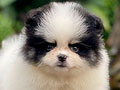 For Sale Puppy Super Mini Male Female Pom