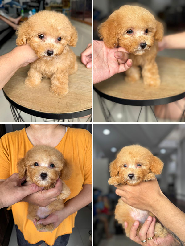 Fawn Female Poodle