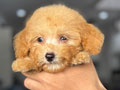 Fawn Female Poodle