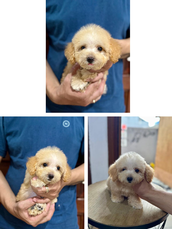 Fawn Male Poodle