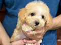Fawn Male Poodle