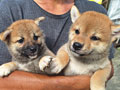 Dijual Anakan Shiba Inu Keturunan Import Jepang