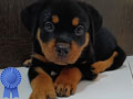 Dijual Puppy Rottweiler