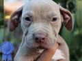 7 American Pitbull Terrier Puppies MALE