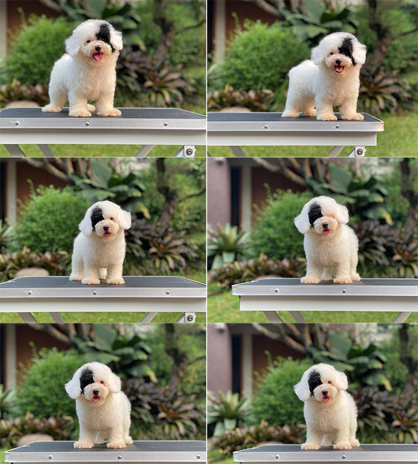 For Sale Puppy Tiny Female Parti Toy Poodle