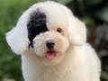 For Sale Puppy Tiny Female Parti Toy Poodle