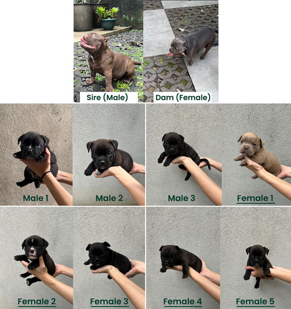 Jual Anjing American Bully Micro Exotic