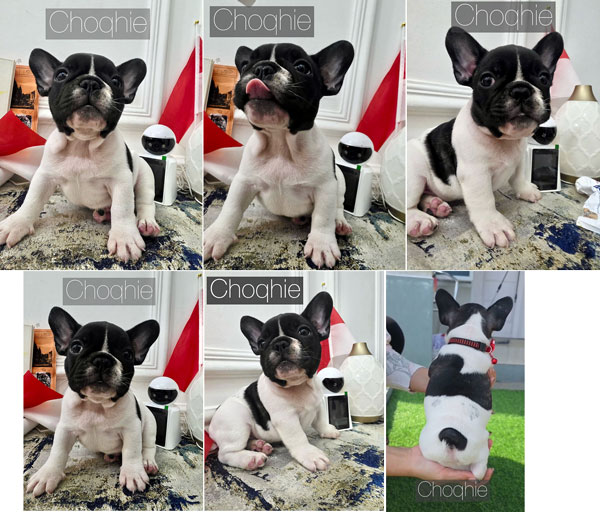 Male French Bulldog