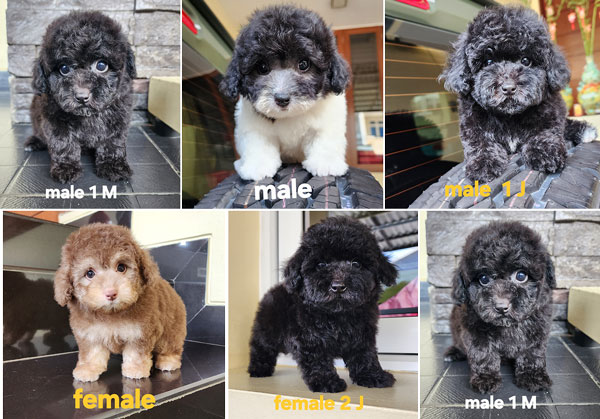 Anakan Poodle Jantan Betina Warna Unik Bervariasi