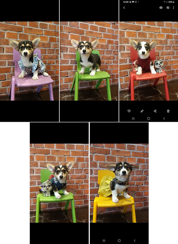 Mini Corgi Long Hair N Short Hair