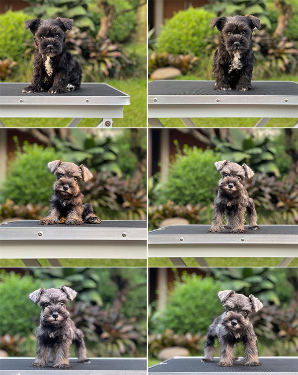 For Sale Puppy Male Female Miniature Schnauzer