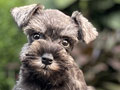 For Sale Puppy Male Female Miniature Schnauzer