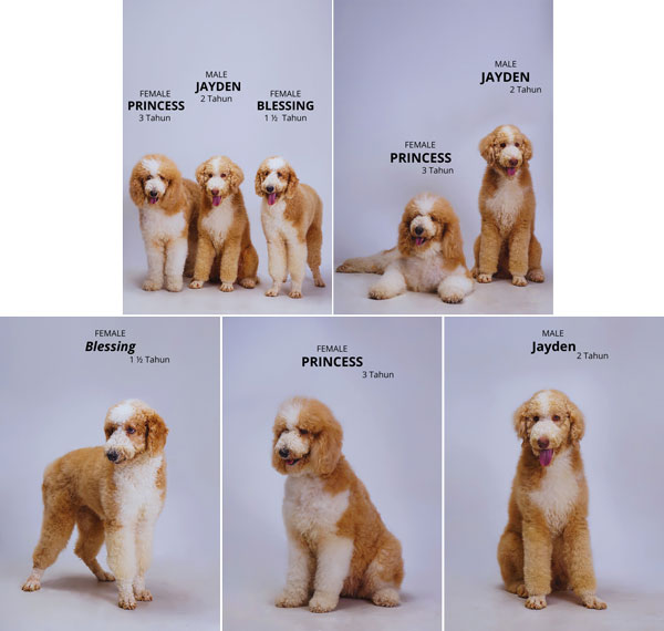 Dijual Indukan Giant Poodle Harga Flash Sale