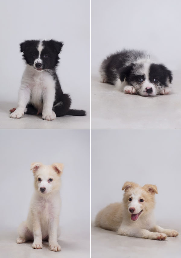 Dijual Anjing Pintar & lucu  Border collie