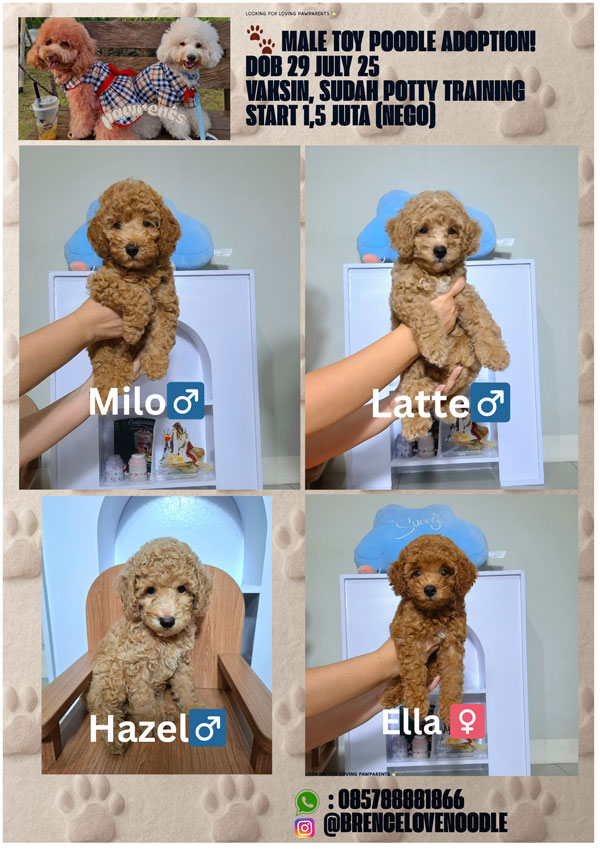 Jual Male Apricot Toy Poodle