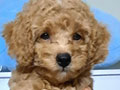 Jual Male Apricot Toy Poodle