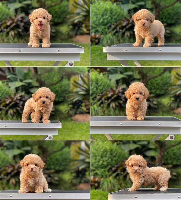 For Sale Puppy Female Tiny Fawn Toy Poodle