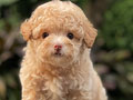 For Sale Puppy Female Tiny Fawn Toy Poodle