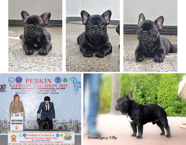 Puppy French Bulldog Male & Female