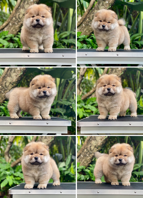 For Sale Puppy Female Chow Chow