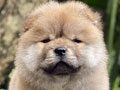 For Sale Puppy Female Chow Chow
