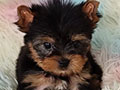Jual Anakan Micro Tea Cup Yorkie