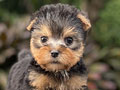For Sale Puppy Super Mini Yorkshire Terrier