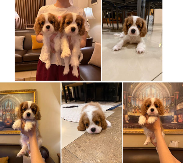 Dijual 2 Ekor Cavalier Spaniel Good Quality