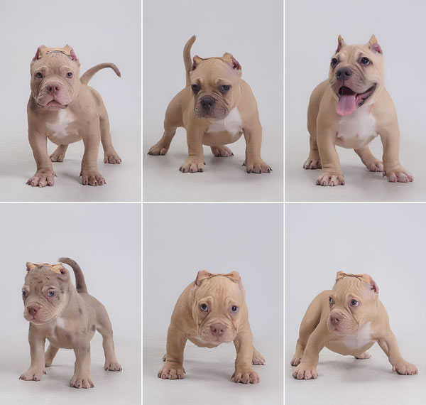 Exotic Micro American Bully