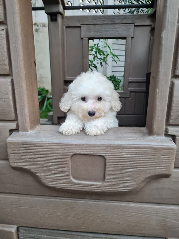 Toy Poodle Super Cebol