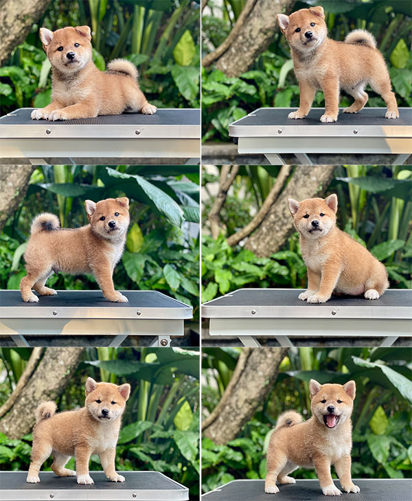 For Sale Puppy Male Female Mame Shiba Inu