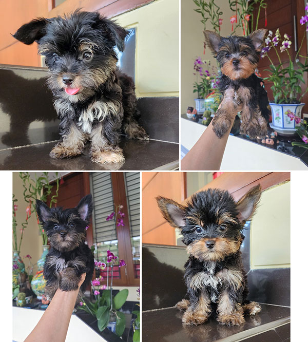 Dijual Anakan Yorkshire Terrier Jantan & Betina
