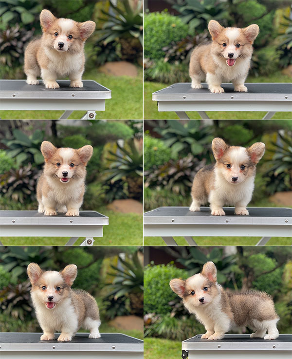 For Sale Puppy Female Welsh Corgi