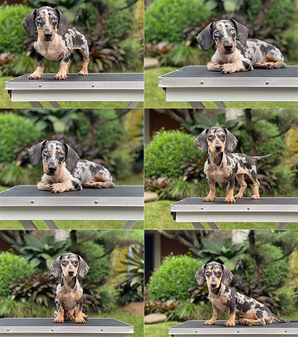 For Sale Puppy Miniature Dapple Dachshund