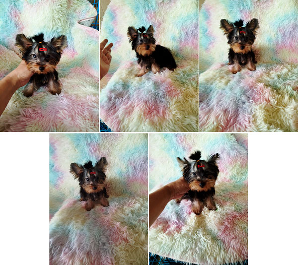 Dijual Anjing Yorkie Female Puppy