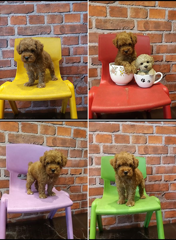 Jual Toy Poodle