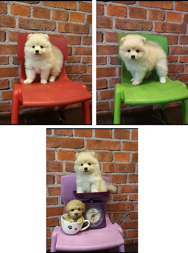 Jual Mini Pom