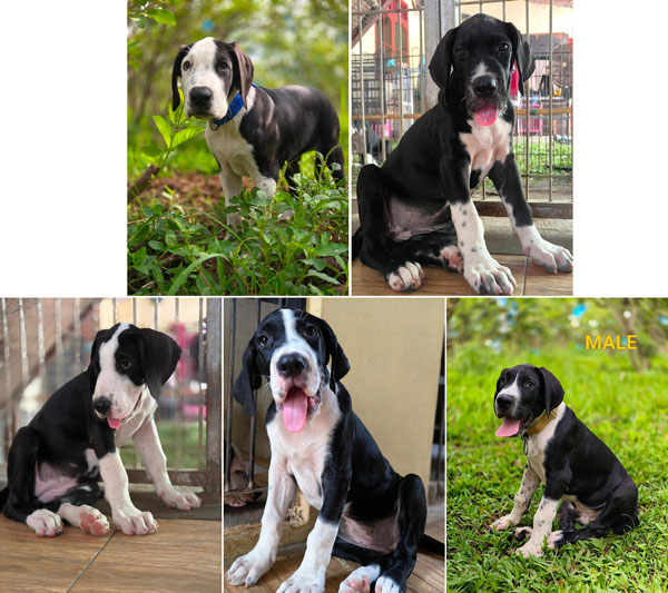 Dijual Anakan Ras Great Dane 