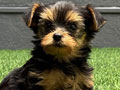 For Sale Yorkshire Terrier Puppy