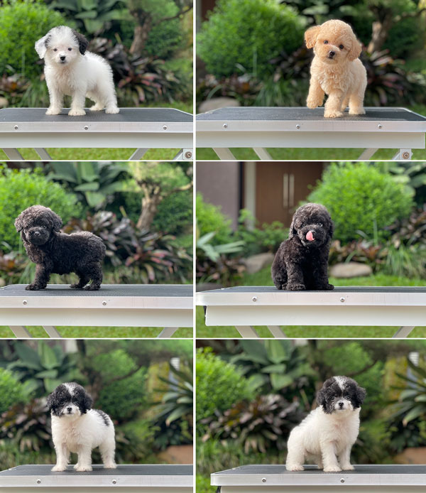 For Sale Puppy Tiny Toy Poodle