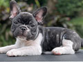 For Sale Puppy Male Female French Bulldog