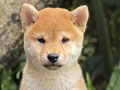 For Sale Puppy Female Shiba Inu